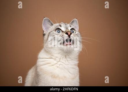 excited cat chattering or meowing with mouth open looking up on brown background Stock Photo