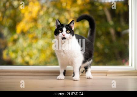 white and black cat standing on the floor looking at camera in front of window Stock Photo