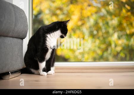 black and white cat sitting on the floor looking out of the window in autumn Stock Photo