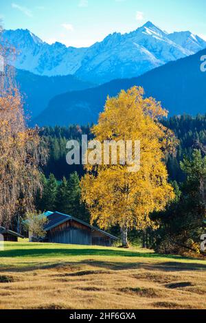 Germany,  Bavaria,  Upper Bavaria,  alps,  Mittenwald,  Seefelder Spitze,  Karwendel Mountains,  autumn,  alpine world,  meadow,  sunny,  tree,  birch,  autumn leaves,  golden yellow,  forest,  mountain,  mountain range season,  autumn colors, Stock Photo