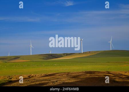 Wind turbines near Caledon,  western Cape,  South Africa. Stock Photo