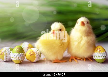 Easter composition with Colorful Easter eggs, chicks on green grass background. Easter concept. Stock Photo
