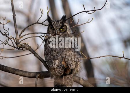 A wild great horned owl perched in a tree without leaves. The brown, black, and white color feathers on the bird of prey are camouflaged in the forest Stock Photo