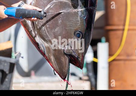 The head of an Atlantic bluefin tuna hanging from a pulley on the deck of a wharf. The fish's head is being removed with the use of a large saw. Stock Photo