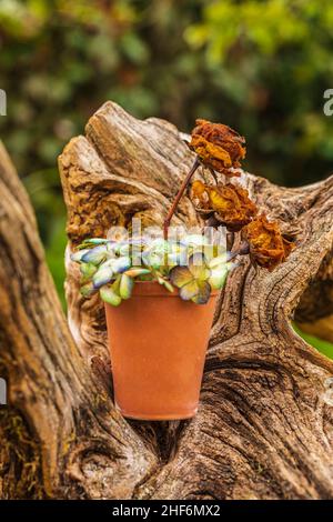 dried rose blossom and hydrangea on tree roots,  decoration idea Stock Photo