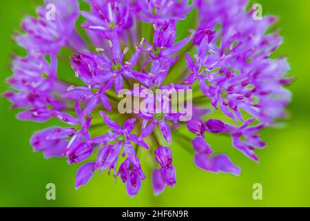 Ornamental onion,  flowering leek,  close-up Stock Photo