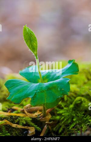 Beech,  common beech (Fagus sylvatica),  germinating beechnuts on moss Stock Photo