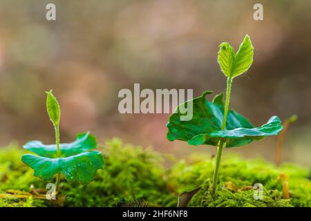 Beech,  common beech (Fagus sylvatica),  germinating beechnuts on moss Stock Photo