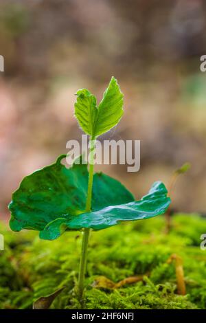 Beech,  common beech (Fagus sylvatica),  germinating beechnuts on moss Stock Photo