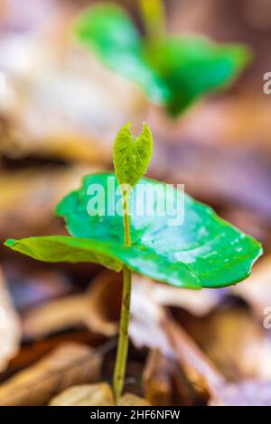 Beech,  common beech (Fagus sylvatica),  germinating beechnuts and empty seed coat Stock Photo