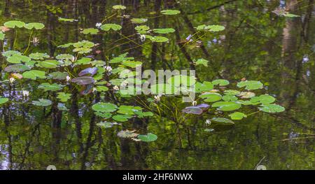 Water lilies (Nymphaeaceae) and tree reflections on the water surface Stock Photo