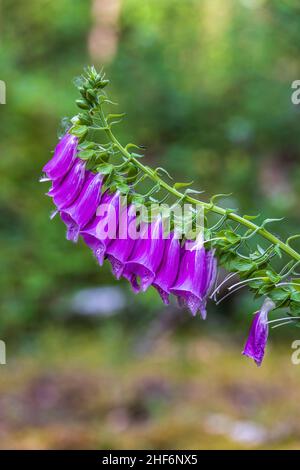 Blooming,  wild growing red foxglove in the forest,  Digitalis purpurea Stock Photo