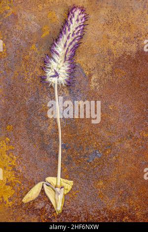 Purple clover,  Trifolium incarnatum,  dried on rusty metal background Stock Photo