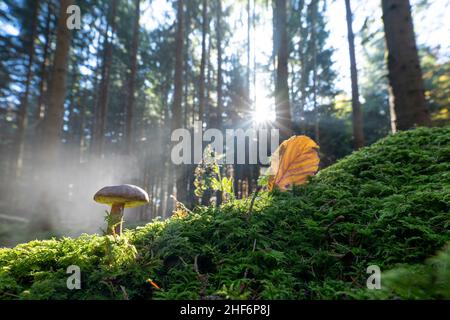 Morning fog in a forest with an autumn leaf and a heart shaped hole,  beautiful nature in the fall season Stock Photo