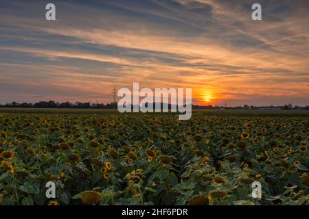 A huge field of yellow sunflowers at the late sunset with the orange glowing sun in the background - concept for idyllic nature in summer Stock Photo