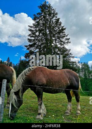 Horses in the Salzburger Land on an alpine pasture at Geisterberg in Alpendorf St. Johann im Pongau Stock Photo