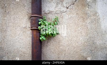Drain pipe and plant in Fleury d'Aude. Stock Photo
