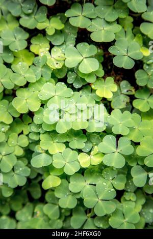 Oxalis acetosella,  wood sorrel or common wood sorrel,  green leaves growing in the forest Stock Photo