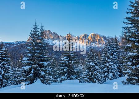 The peaks of the Setsass seen through a snow-covered fir forest,  Livinallongo del Col di Lana,  province of Belluno,  Veneto,  Italy Stock Photo