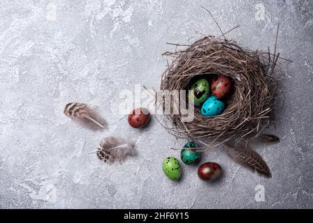 Small colorful painted quail eggs as symbol of Easter day in bird nest as traditional decoration on grey concrete background Stock Photo