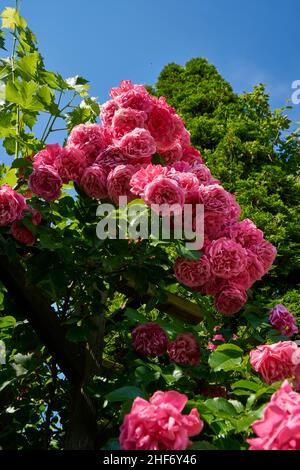 Magnificent roses Stock Photo