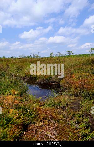 Landscape in the nature reserve Schwarzes Moor,  Rhoen Biosphere Reserve,  Lower Franconia,  Franconia,  Bavaria,  Germany Stock Photo