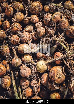 Onion Field,  Agriculture,  Onion,  Fyn,  Funen,  West Funen,  Denmark Stock Photo