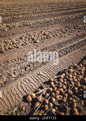 Onion field,  agriculture,  onion,  Fyn,  Funen,  landscape,  West Funen,  Denmark Stock Photo