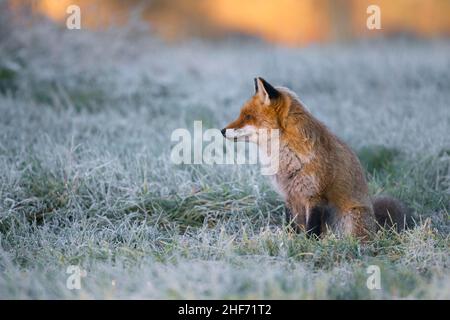 Red fox sitting in a hoarfrost-covered meadow,  Vulpes vulpes,  winter,  Hesse,  Germany,  Europe Stock Photo