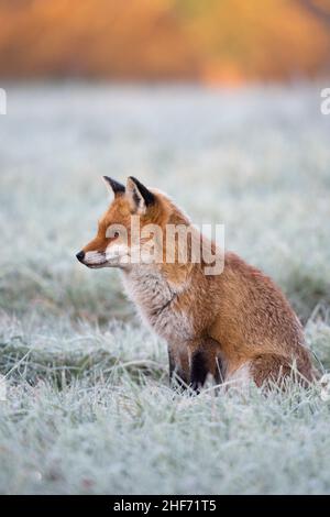 Red fox sitting in a hoarfrost-covered meadow,  Vulpes vulpes,  winter,  Hesse,  Germany,  Europe Stock Photo