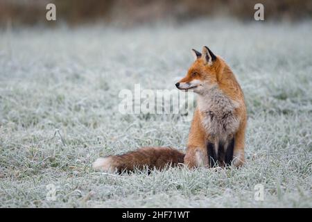 Red fox sitting in a hoarfrost-covered meadow,  Vulpes vulpes,  winter,  Hesse,  Germany,  Europe Stock Photo