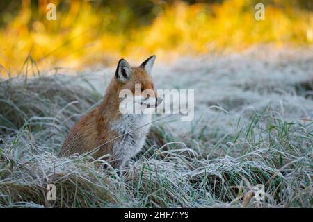 Red fox sitting in a hoarfrost-covered meadow,  Vulpes vulpes,  winter,  Hesse,  Germany,  Europe Stock Photo