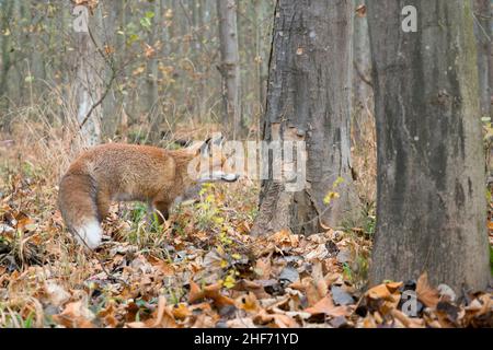 Red fox in the forest,  Vulpes vulpes,  winter,  Hesse,  Germany,  Europe Stock Photo
