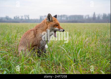 Yawning red fox sitting in a meadow,  Vulpes vulpes,  winter,  Hesse,  Germany,  Europe Stock Photo