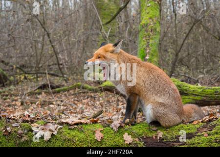 Yawning red fox on a mossy tree,  Vulpes vulpes,  winter,  Hesse,  Germany,  Europe Stock Photo