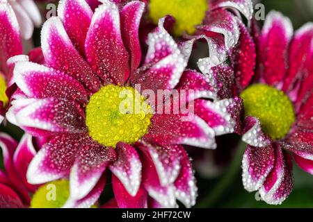 Close up of pink and white chrysanthemums covered in water droplets Stock Photo