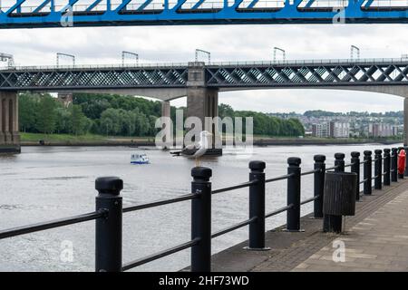 A Seagull perched on a bollard on the side of the Tyne River in Newcastle city Centre with King Edward VII Bridge and Queen Elizabeth ii bridge, metro Stock Photo