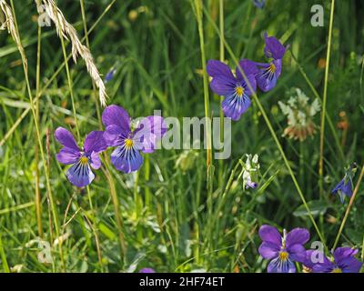 Mountain Pansy (Viola lutea) a native, ground-hugging, rhizomatous, perennial herb growing on upland hillside in Perthshire,Scotland,UK Stock Photo