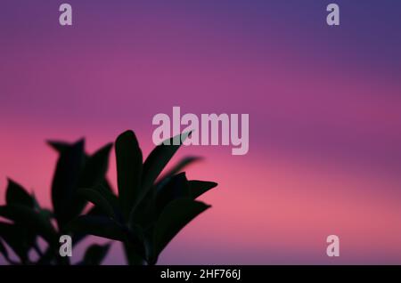 Foliage against purple and pink sunset sky with soft focus Stock Photo