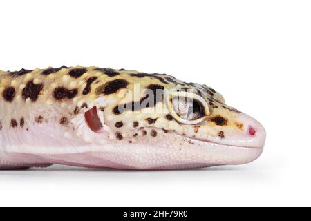 Head shot of beautiful Mack Snow Eclipse colored Eublepharis macularius or Leopard Gecko, standing side ways. Isolated on a white background. Looking Stock Photo