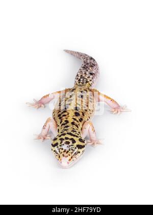 Top view of beautiful Mack Snow Eclipse colored  Eublepharis macularius or Leopard Gecko, standing. Isolated on a white background. Looking straight a Stock Photo