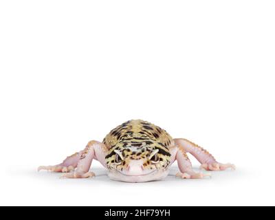 Head shot of beautiful Mack Snow Eclipse colored  Eublepharis macularius or Leopard Gecko, standing facing front. Isolated on a white background. Look Stock Photo