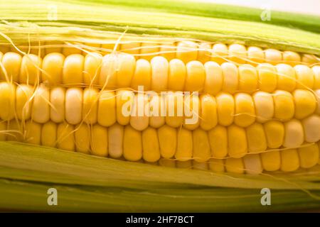 Fresh Corn Cob Stock Photo