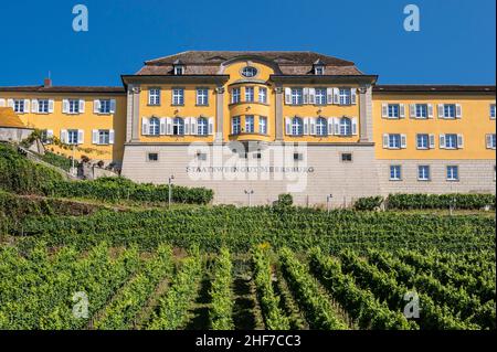 Germany,  Baden-Wuerttemberg,  Region Tübingen,  Bodenseekreis,  Lake Constance,  Meersburg,  state winery Stock Photo