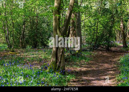 A trail leading through a bluebell wood in Sussex Stock Photo