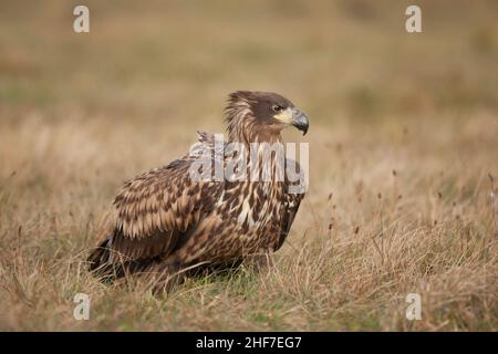 White-tailed eagle (Haliaeetus albicilla) sitting on the ground,  Poland Stock Photo