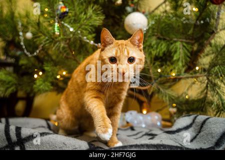 Cute ginger cat having fun under Christmas tree in evening on New Year's Eve. Holiday and pet concept. Shorthair red cat lies on blanket under Stock Photo