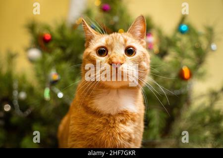 Ginger cat under Christmas tree. Christmas and New year concept. Funny pet under natural festive spruce and pine for New Year and Christmas eve. Cozy Stock Photo