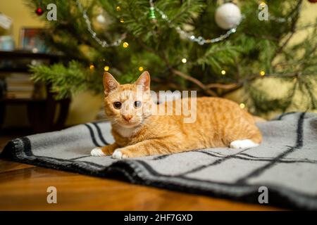 Happy Ginger cat sits on plaid under Christmas tree with festive decorations on New Year's Eve. A pet enjoys under pine tree at home on bedspread in Stock Photo