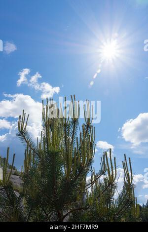 Sweden,  Stockholm,  steamboat trip,  Lake Mälaren,  archipelago,  pine,  sunbeams Stock Photo